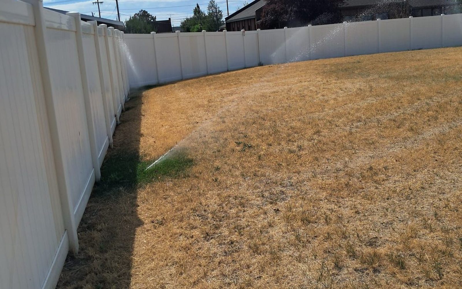 Before — heat-stressed, dormant common-area lawn