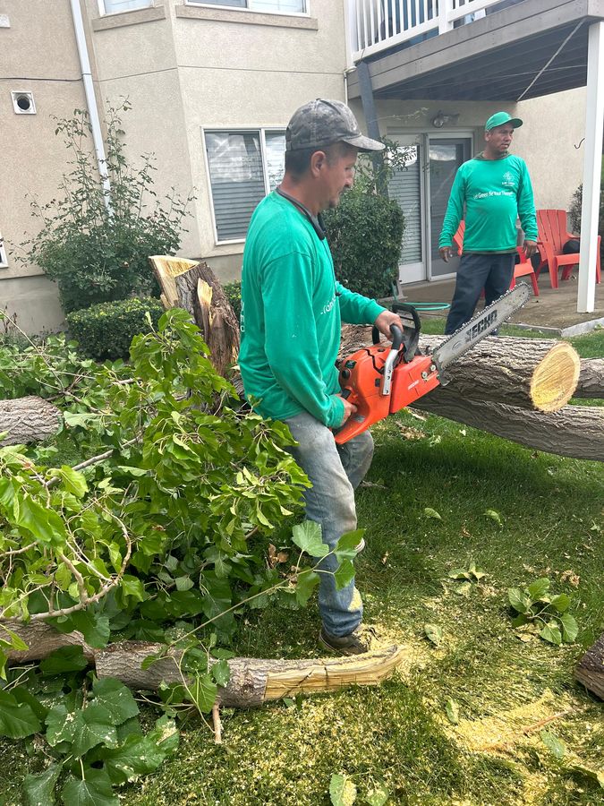 Removing a tree with a chainsaw