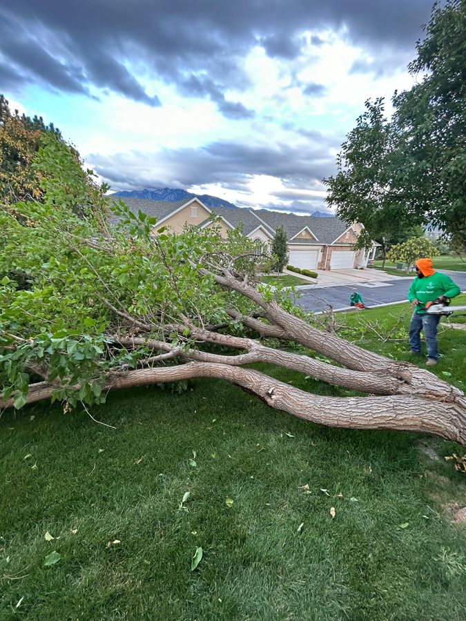 Cleaning up a storm-felled tree