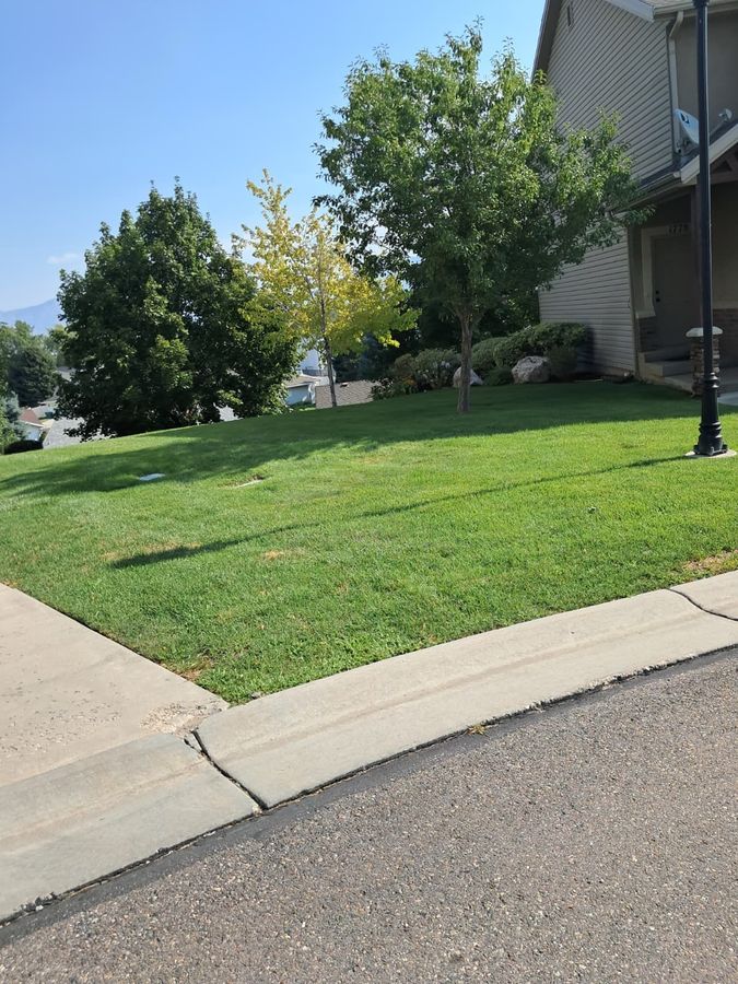Curb-appeal front lawn